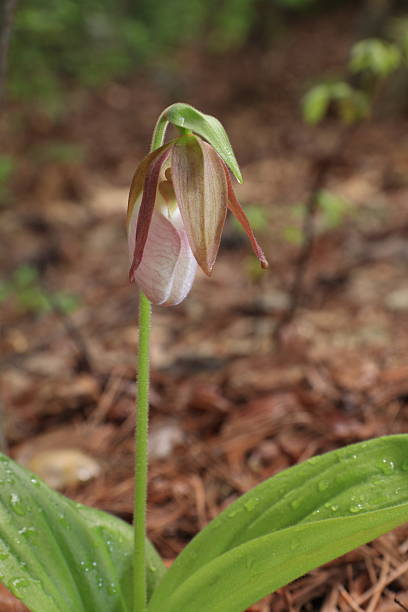 istock Emerging Pink Lady's Slipper Orchid 153171455