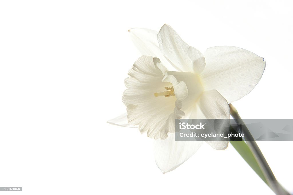 Perfecto para tu fondo de flor blanca - Foto de stock de Amarillo - Color libre de derechos