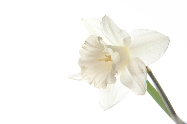 istock Perfect white flower for your background 153171464
