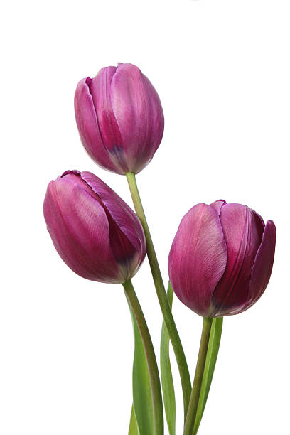 Spring tulips stock photo