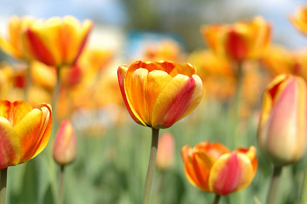 Yellow-red tulip flowers. stock photo