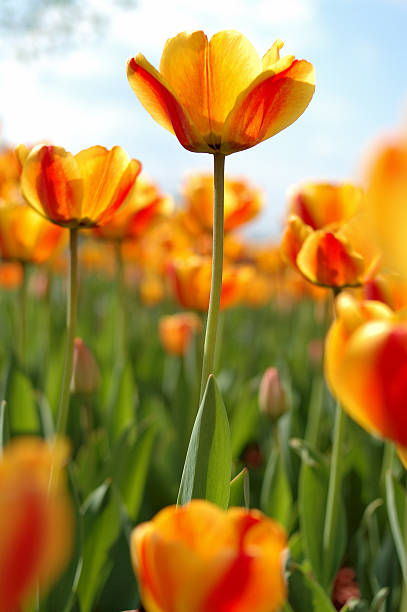 Yellow-red tulip flowers. stock photo