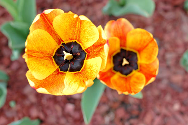 Yellow-red tulip flowers. stock photo