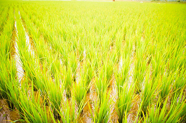 rice field stock photo