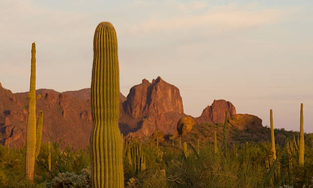 istock Sunset on the Sonoran Desert, Arizona 153172272