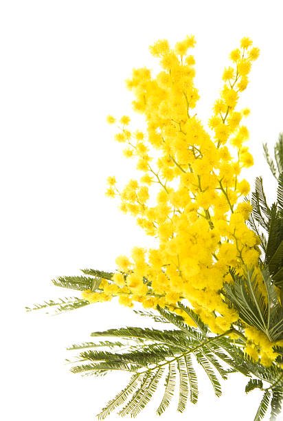 istock Yellow and green mimosa tree branch on white background 153172476