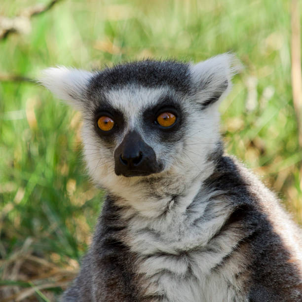 Lemur Catta stock photo