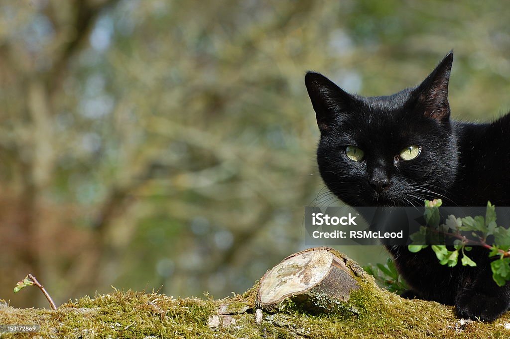 Adult black cat on log Black cat sitting on log, facing towards camera. Shallow depth of field. Animal Body Part Stock Photo