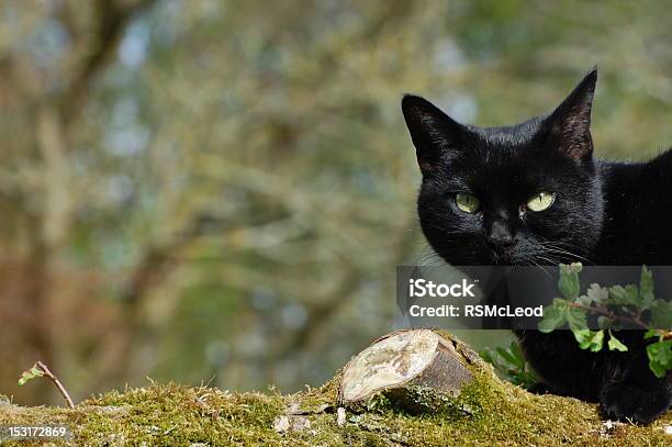 Adult Black Cat On Log Stock Photo - Download Image Now - Animal Body Part, Animal Head, Animals Hunting