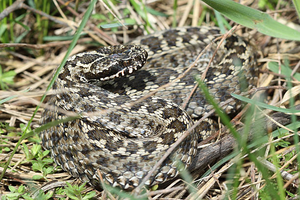 istock Meadow viper, Vipera ursinii 153173223