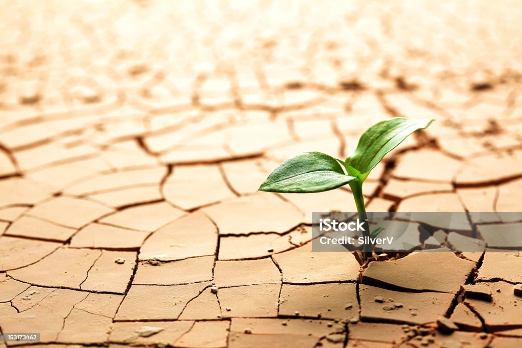 Planta seca Fissuras na Lama - Royalty-free Deserto Foto de stock