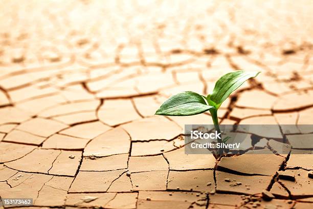 Planta Seca Fissuras Na Lama - Fotografias de stock e mais imagens de Deserto - Deserto, Flora, Solo