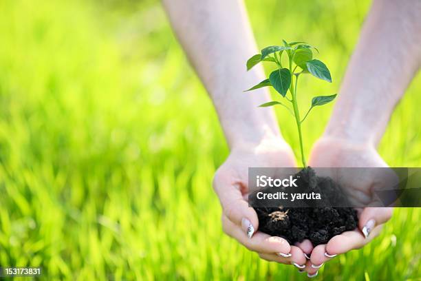 Foto de Jovem Planta e mais fotos de stock de Beleza natural - Natureza - Beleza natural - Natureza, Botão - Estágio de flora, Conceito