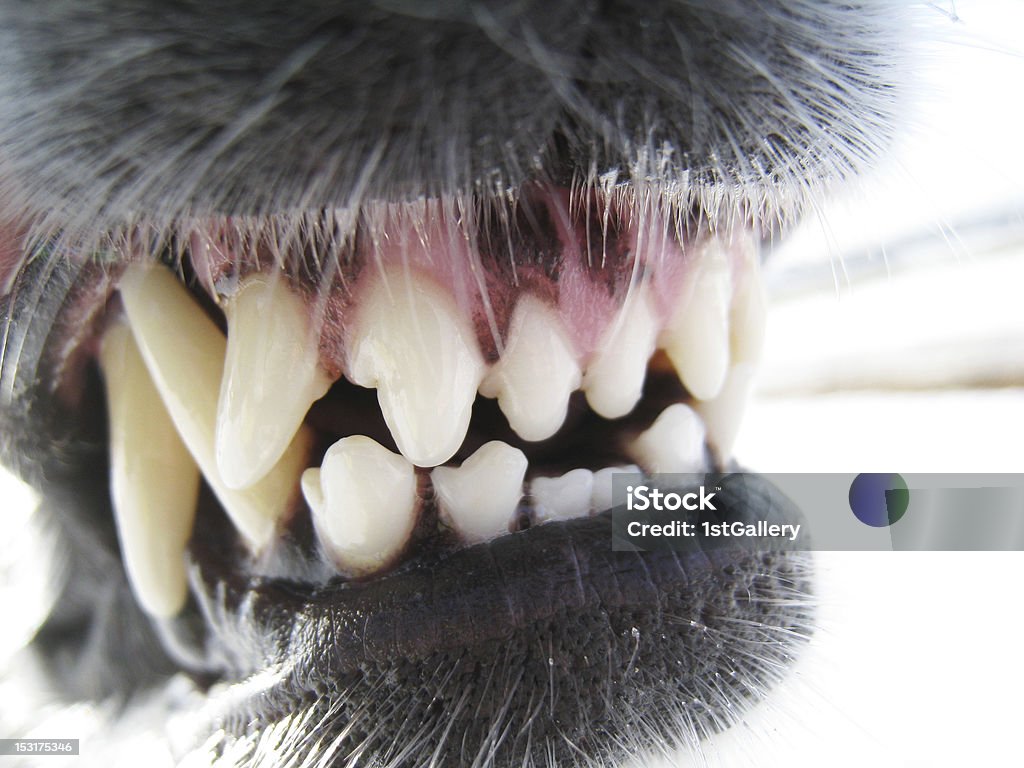 Dents de chien - Photo de Bouche des animaux libre de droits