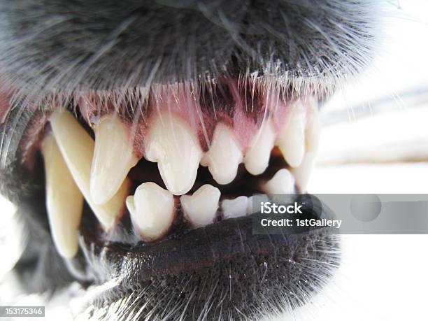 Denti Di Cane - Fotografie stock e altre immagini di Baffo - Parte del corpo animale - Baffo - Parte del corpo animale, Bocca di animale, Cane