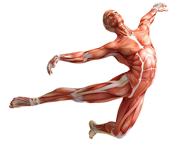 anatomy, muscles anatomy, muscles isolated on white human muscle stock pictures, royalty-free photos & images