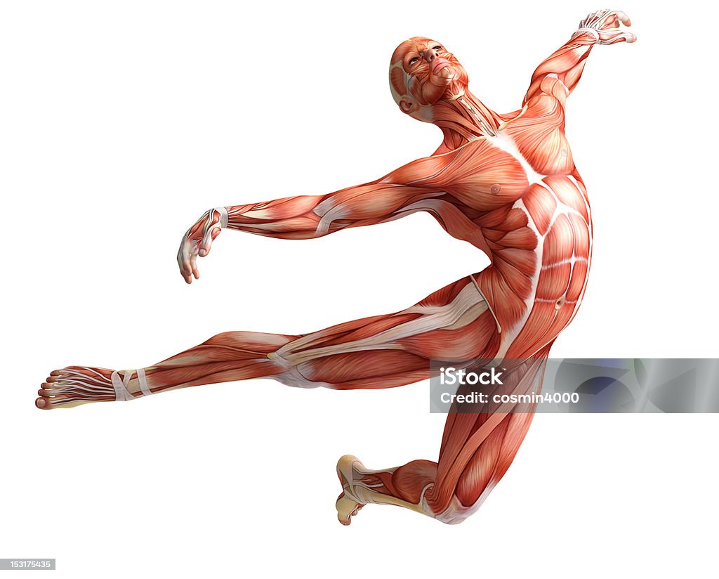 Anatomia de músculos - Royalty-free Anatomia Foto de stock