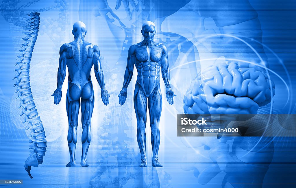 Corpo umano - Foto stock royalty-free di Struttura muscolare del torso