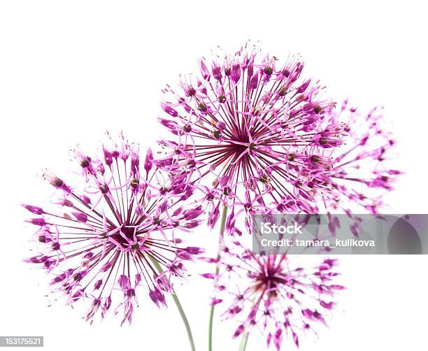 Allium Stockfoto en meer beelden van Bloeiwijze - Bloeiwijze, Bloem - Plant, Bloemhoofd