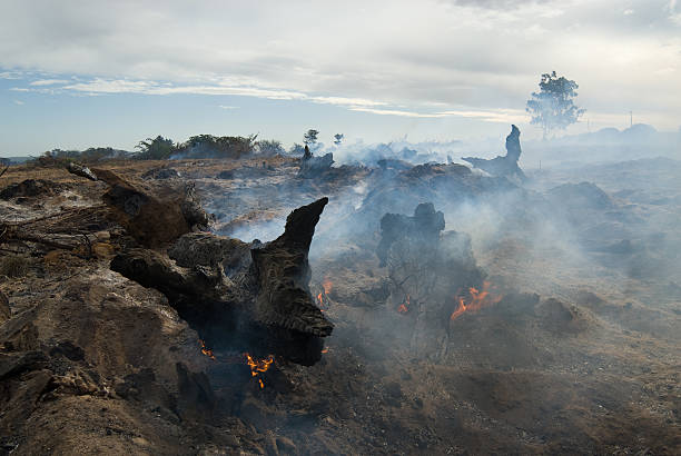 wild fire stock photo