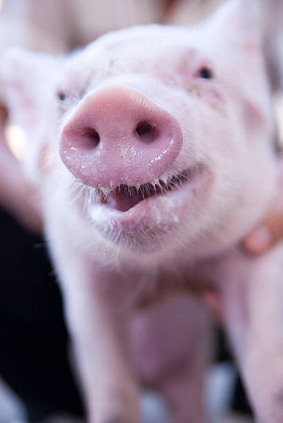 istock close up of sick piglet snout 153175923