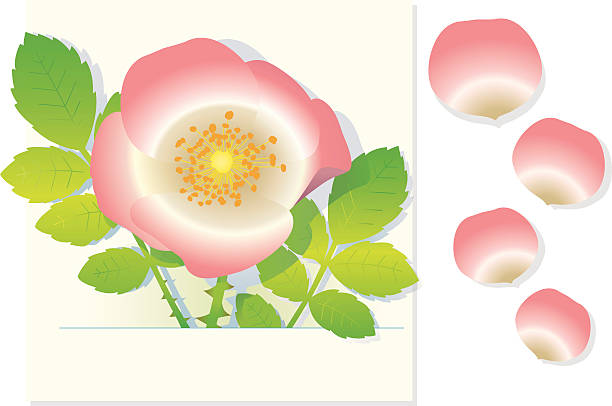 wild rose (mit leafs) und flowerleafs. - dekorative stock-grafiken, -clipart, -cartoons und -symbole