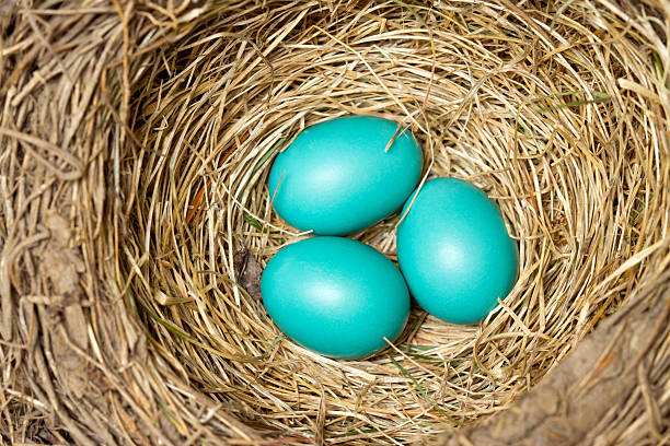 Drei blaue Eier in einem Vogel-nest – Foto