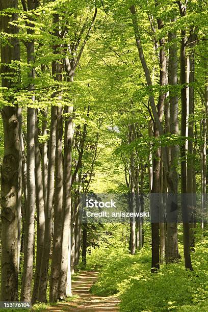 Faia Floresta De Primavera - Fotografias de stock e mais imagens de Amieiro - Amieiro, Ao Ar Livre, Arbusto