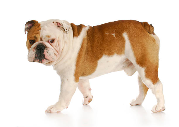 cão a andar - english bulldog imagens e fotografias de stock