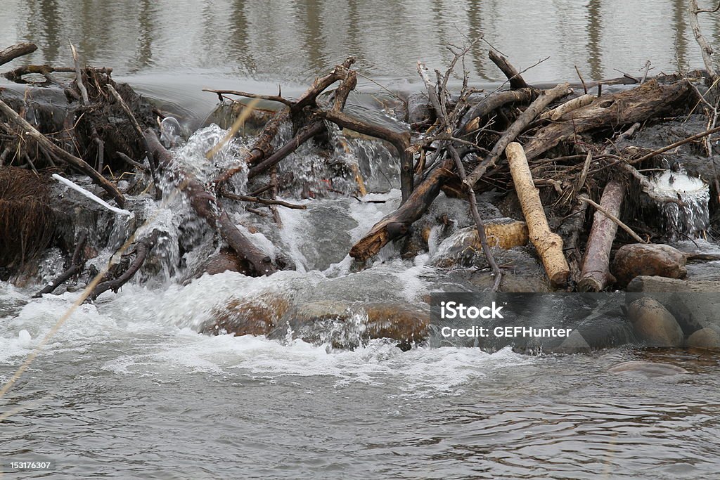 Barrage de castor - Photo de Alberta libre de droits
