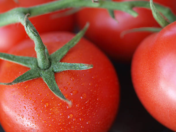 tomatos - foto de stock