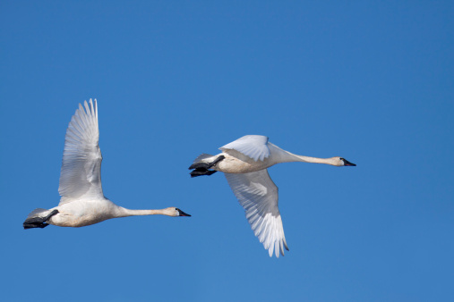 Trumpeter Swan taking off, Pitt Lake, BC, Canada