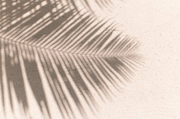 fundo de folhas de palmeira sombra - palmleaf - fotografias e filmes do acervo