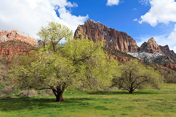 istock Spring meadow in Zion National Park 153176614