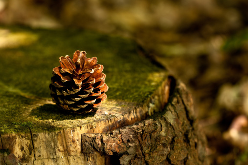 Pine cone on a tree stump.