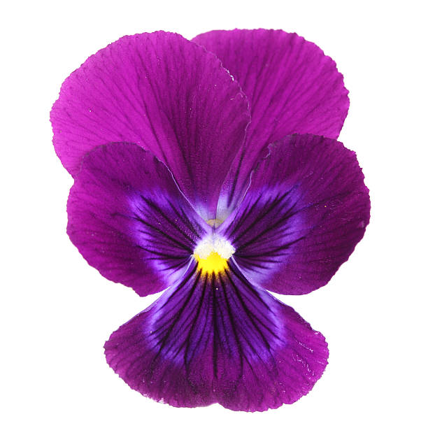 istock pansy flower isolated on white background 153177009