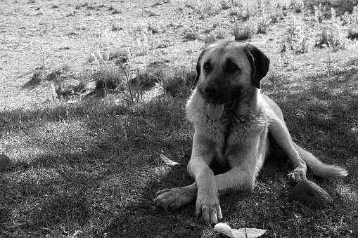 black and white shepherd dog photo, black and white photo of large dog,