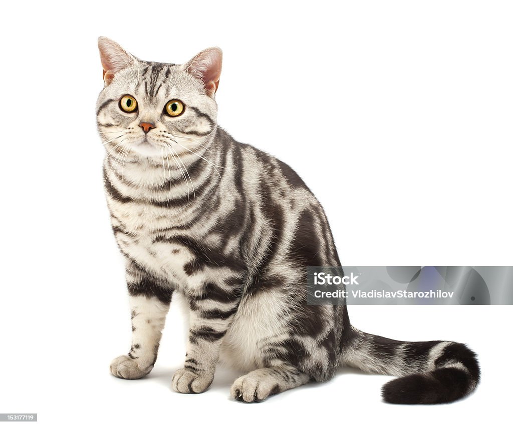 American Shorthair Cat in a beautiful and clean background American Shorthair cat on white Shorthair Cat Stock Photo