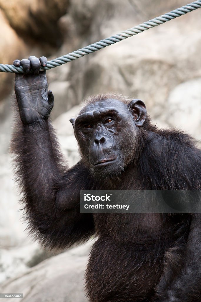 Chimpanzee hung rope Animal Stock Photo