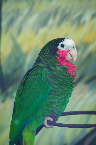 the rose-necked parrot, is a medium-sized green parrot