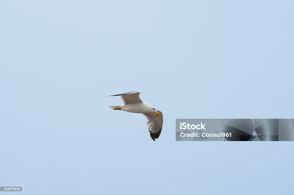 gaviota - Foto de stock de Aire libre libre de derechos