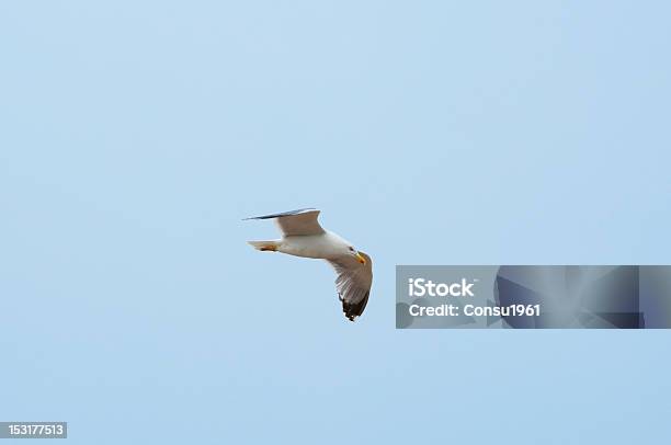 Gaviota Foto de stock y más banco de imágenes de Aire libre - Aire libre, Aislado, Ala de animal