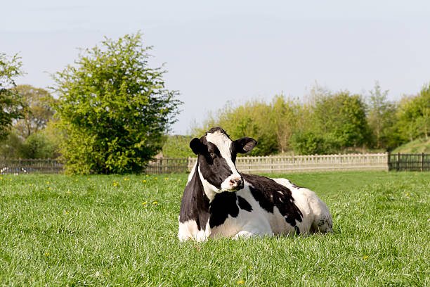 Lone black and white dairy cow lying in english countryside on a spring morning.