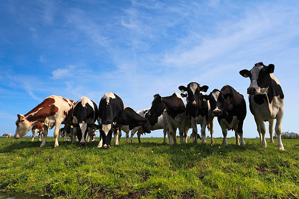 istock Curious cows on a green meadow 153177988