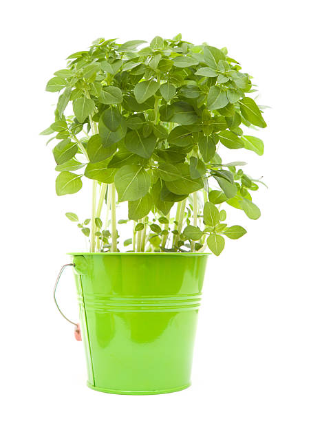 greek basil