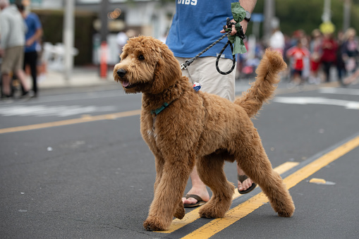 Energetic labradoodle dog pulls hard against his leash while walking down street during 4th of July parade.