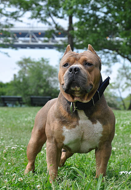 istock Purebred Canine Dog Tricolor American Bully 153178711