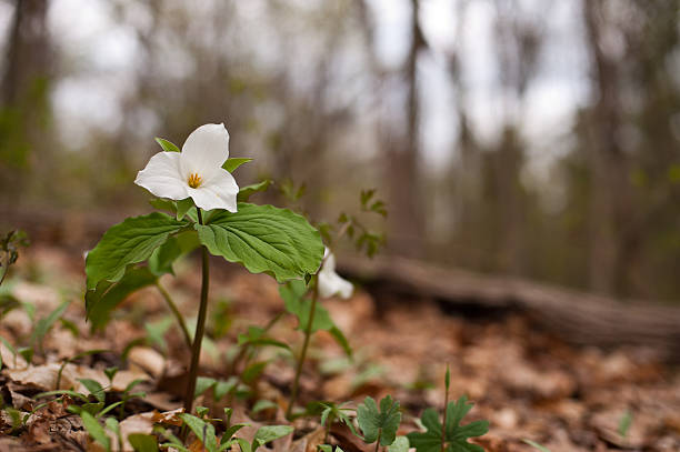 istock Trillium grandiflorum 153178937