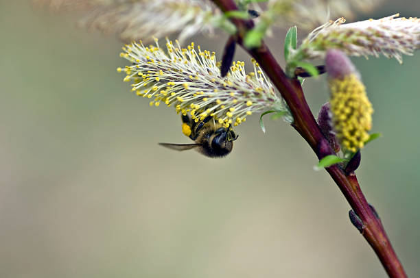 Collecting spring time pollen stock photo