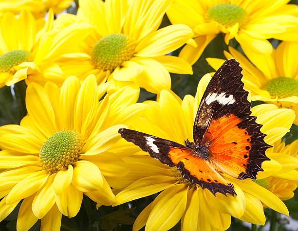 Malay Lacewing Butterfly